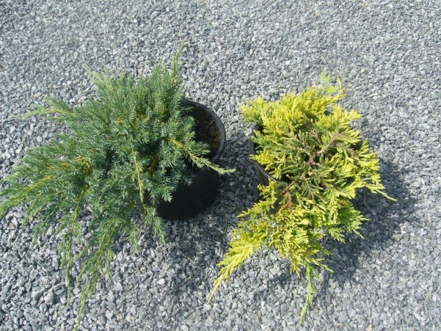 Juniper horizontal Golden Carpet