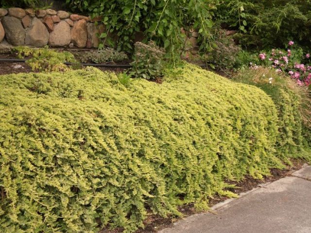 Juniper horizontal Golden Carpet