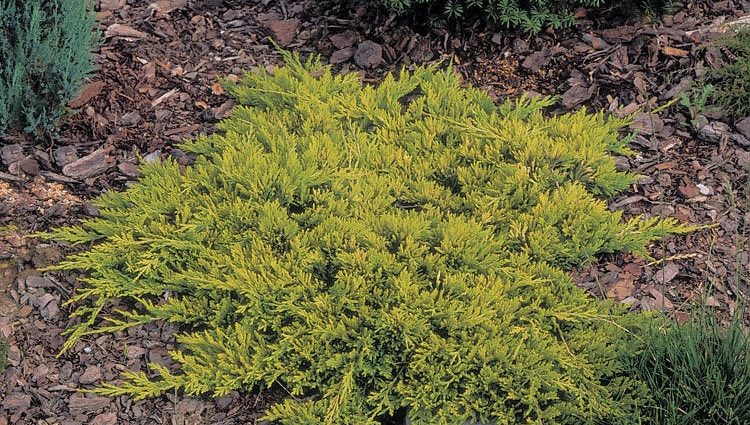 Juniper horizontal Golden Carpet