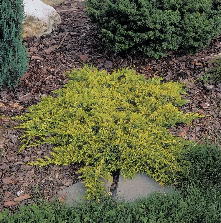 Juniper horizontal Golden Carpet