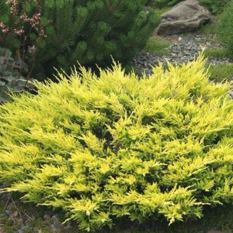 Juniper horizontalis Lime Glow