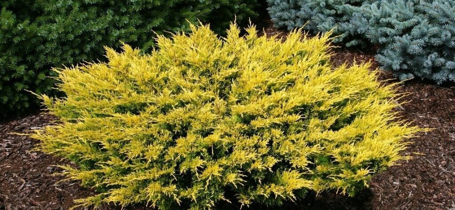 Juniper horizontalis Lime Glow