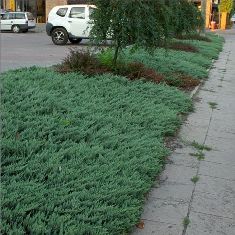 Juniper horizontalus Prince of Wales