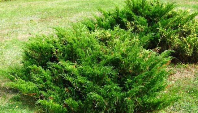 Juniper in Siberia, in the Urals, in the Moscow region: planting and care, photo