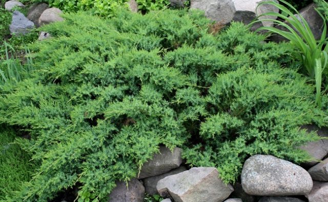 Juniper in Siberia, in the Urals, in the Moscow region: planting and care, photo