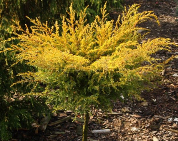 Juniper in Siberia, in the Urals, in the Moscow region: planting and care, photo