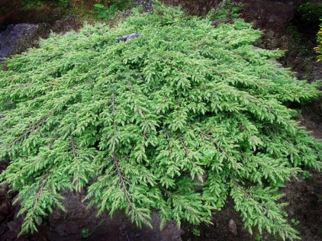 Juniper in Siberia, in the Urals, in the Moscow region: planting and care, photo