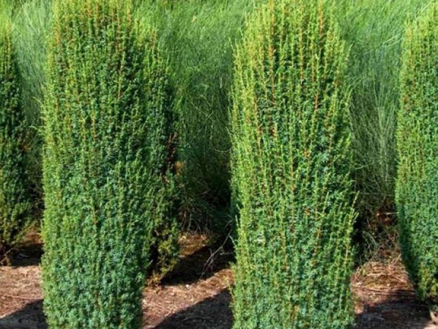 Juniper in Siberia, in the Urals, in the Moscow region: planting and care, photo