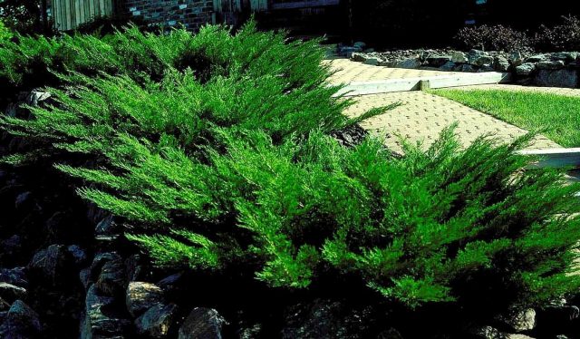 Juniper in Siberia, in the Urals, in the Moscow region: planting and care, photo