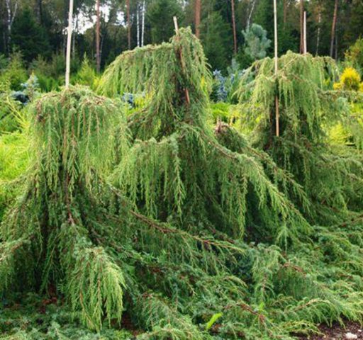 Juniper in Siberia, in the Urals, in the Moscow region: planting and care, photo