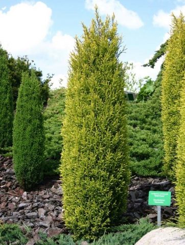 Juniper in Siberia, in the Urals, in the Moscow region: planting and care, photo