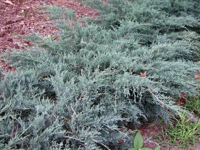 Juniper in Siberia, in the Urals, in the Moscow region: planting and care, photo