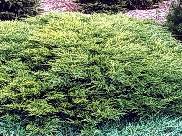 Juniper in Siberia, in the Urals, in the Moscow region: planting and care, photo