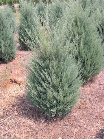 Juniper in Siberia, in the Urals, in the Moscow region: planting and care, photo