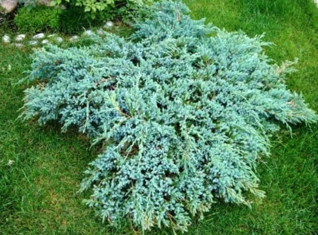 Juniper in Siberia, in the Urals, in the Moscow region: planting and care, photo