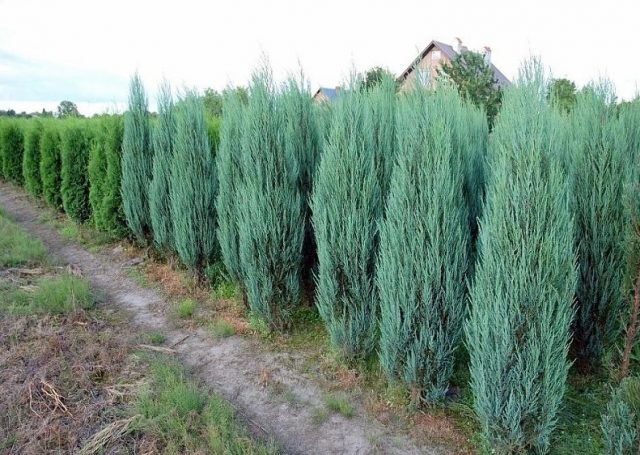 Juniper in Siberia, in the Urals, in the Moscow region: planting and care, photo