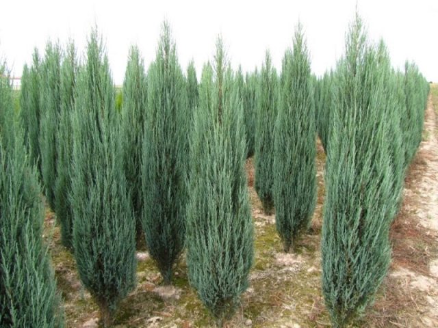 Juniper in Siberia, in the Urals, in the Moscow region: planting and care, photo