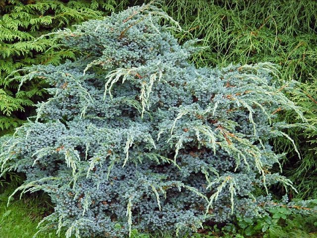 Juniper in Siberia, in the Urals, in the Moscow region: planting and care, photo