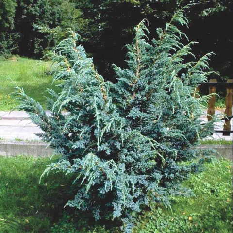 Juniper in Siberia, in the Urals, in the Moscow region: planting and care, photo