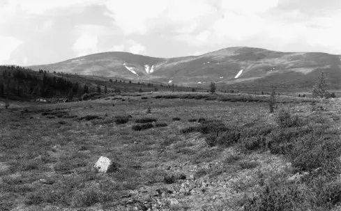 Juniper in Siberia, in the Urals, in the Moscow region: planting and care, photo