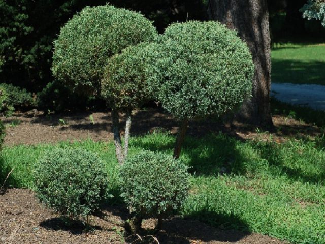 Juniper in winter and autumn