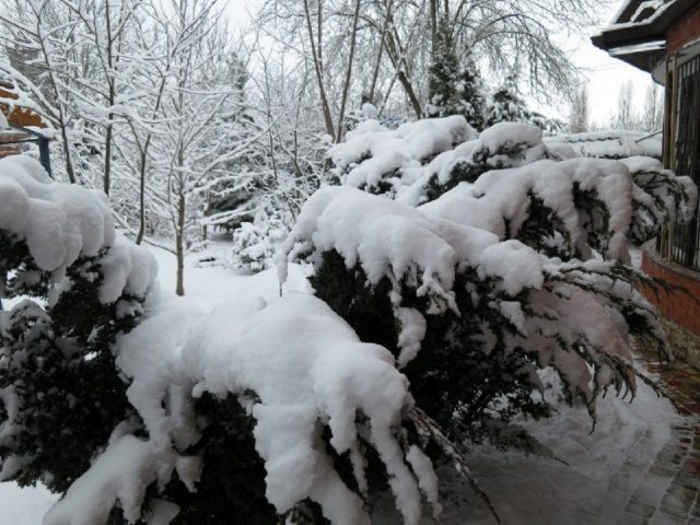 Juniper in winter and autumn