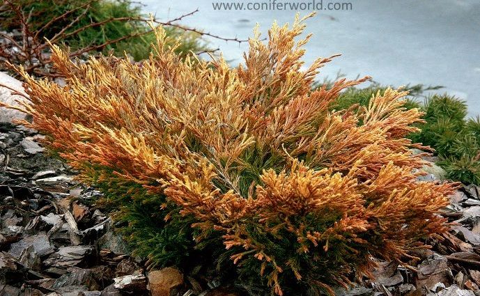 Juniper in winter and autumn