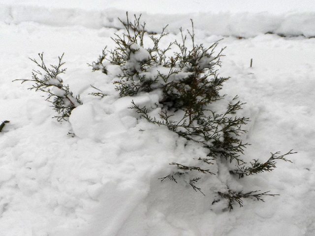 Juniper in winter and autumn