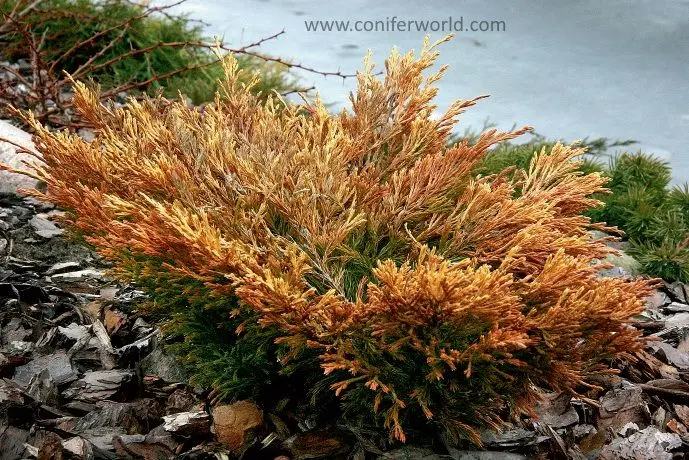 Juniper in winter and autumn