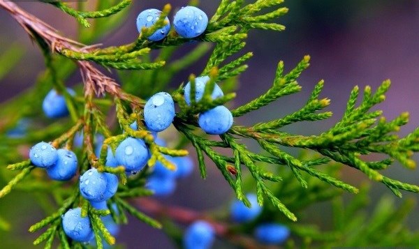 juniper jam