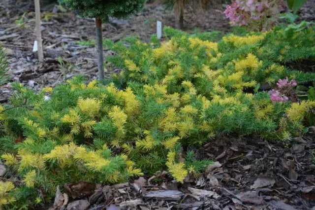 Juniper konferta (coastal)