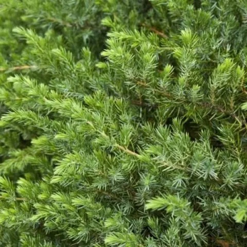 Juniper konferta (coastal)