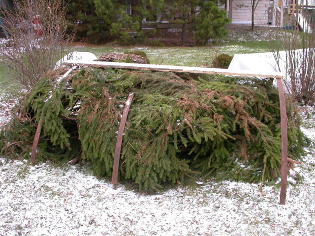 Juniper konferta (coastal)