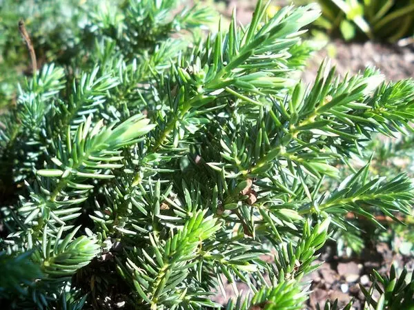 Juniper konferta (coastal)