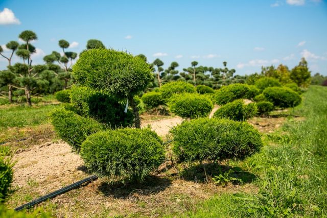 Juniper Medium Mint Julep