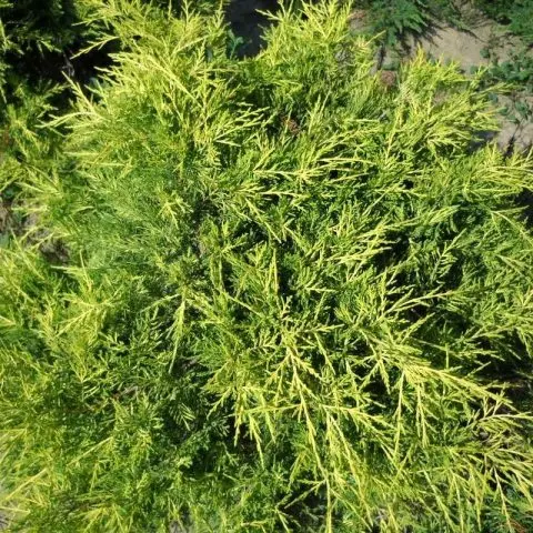 juniper pfitzeriana