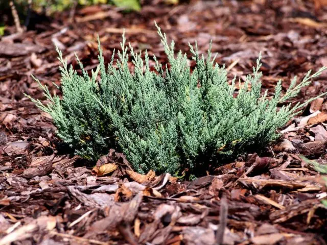 juniper pfitzeriana