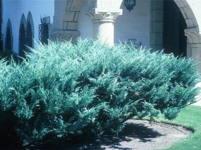 juniper pfitzeriana