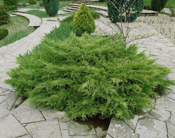 juniper pfitzeriana