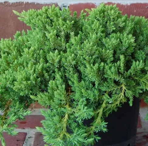 Juniper recumbent Nana