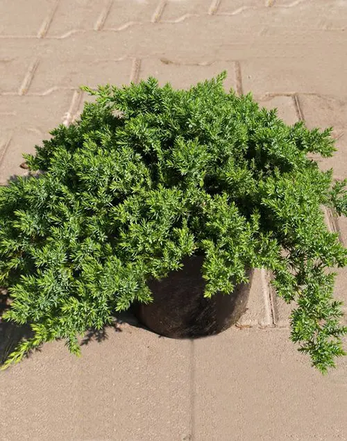 Juniper recumbent Nana