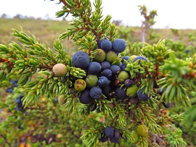 Juniper Siberian: photo and description