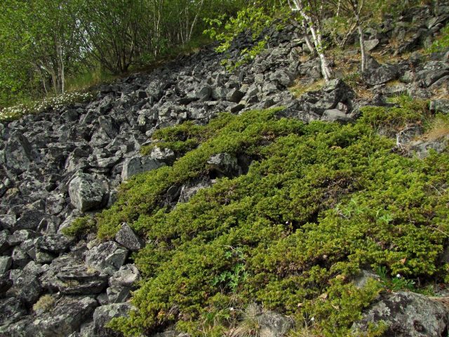 Juniper Siberian: photo and description