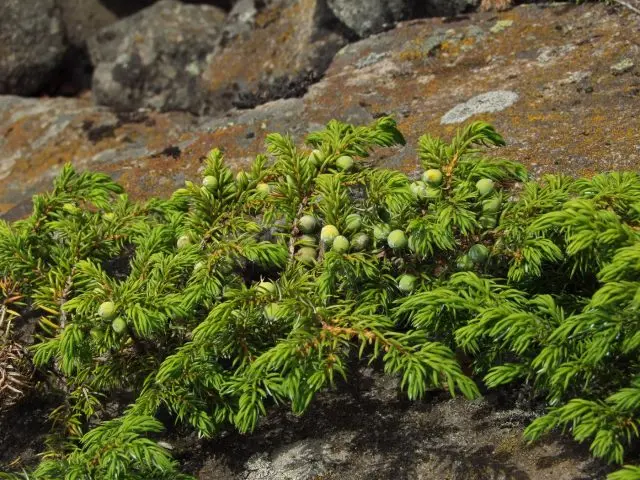 Juniper Siberian: photo and description