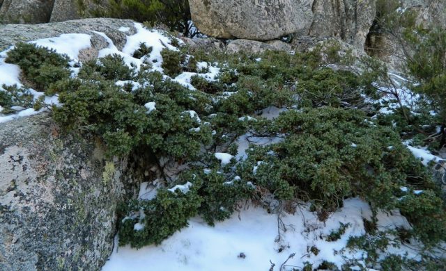 Juniper Siberian: photo and description