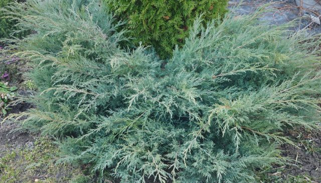 Juniper virginian Gray Oul: description