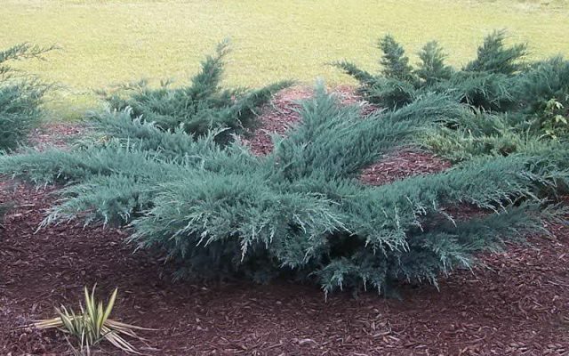 Juniper virginian Gray Oul: description