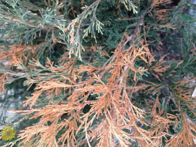 Juniper virginian Gray Oul: description