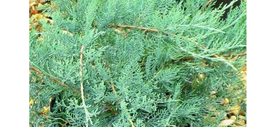 Juniper virginian Gray Oul: description