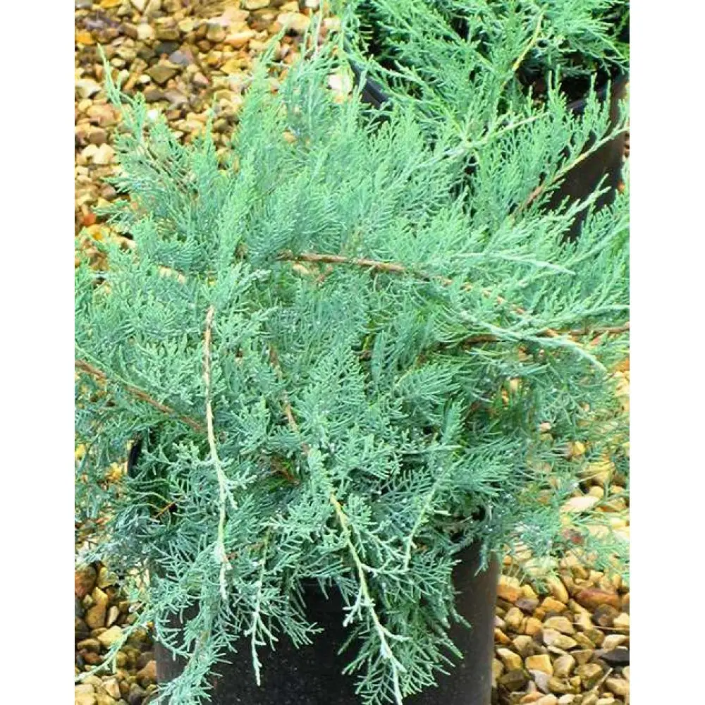 Juniper virginian Gray Oul: description